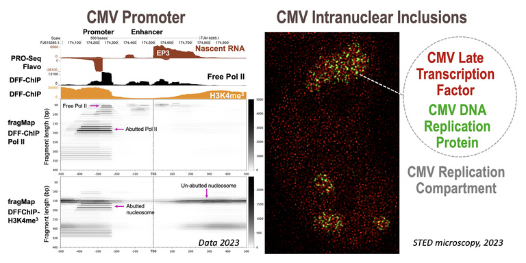CMV Promoter; CMV Intranuclear Inclusions